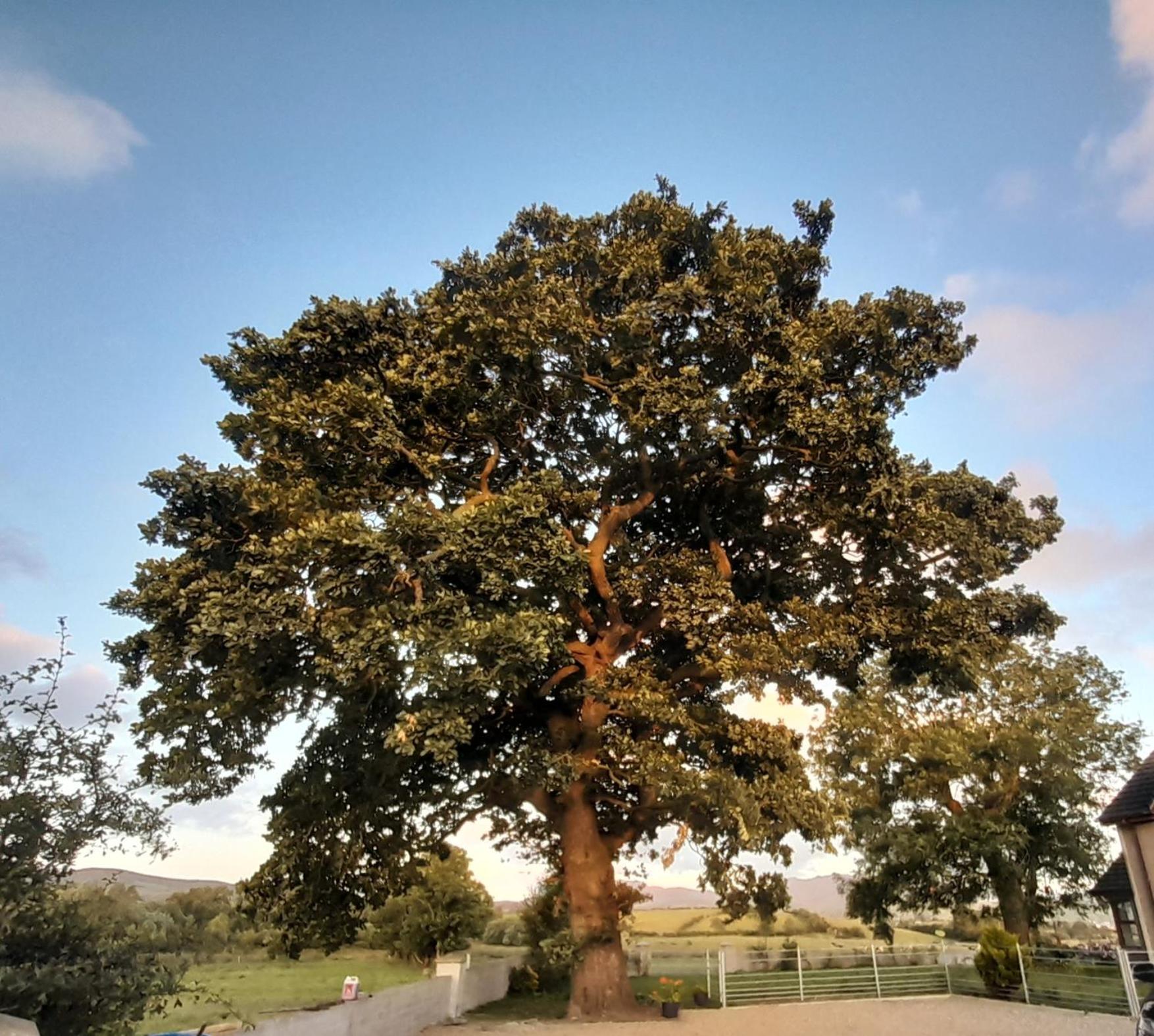 Oaktree Manor Villa Castlewellan Eksteriør bilde